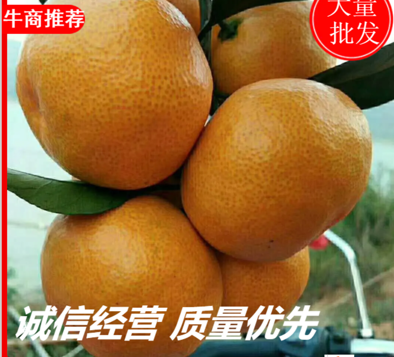 云南柑橘（蜜橘）产地直销批发货源足现场采果甜度高欢迎来电