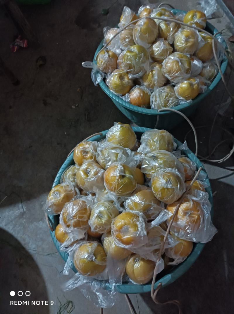 黄瓜山的黄花梨内质细腻，甜脆可口
