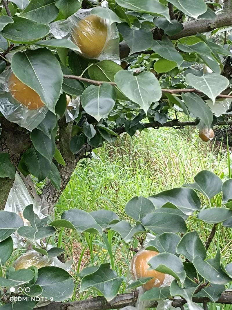 黄瓜山的黄花梨内质细腻，甜脆可口