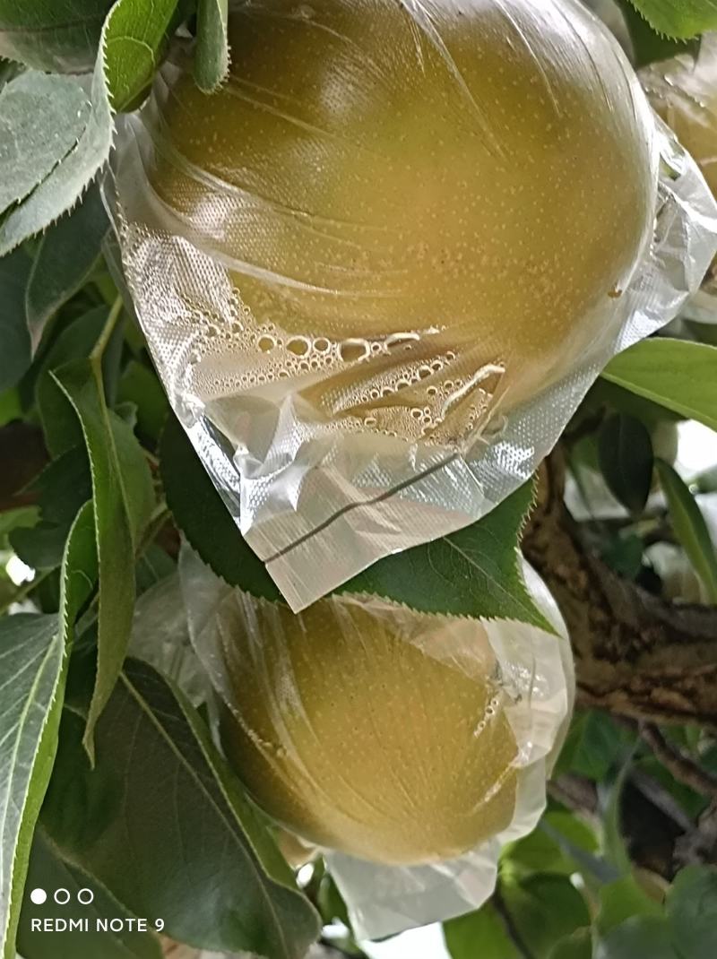 黄瓜山的黄花梨内质细腻，甜脆可口