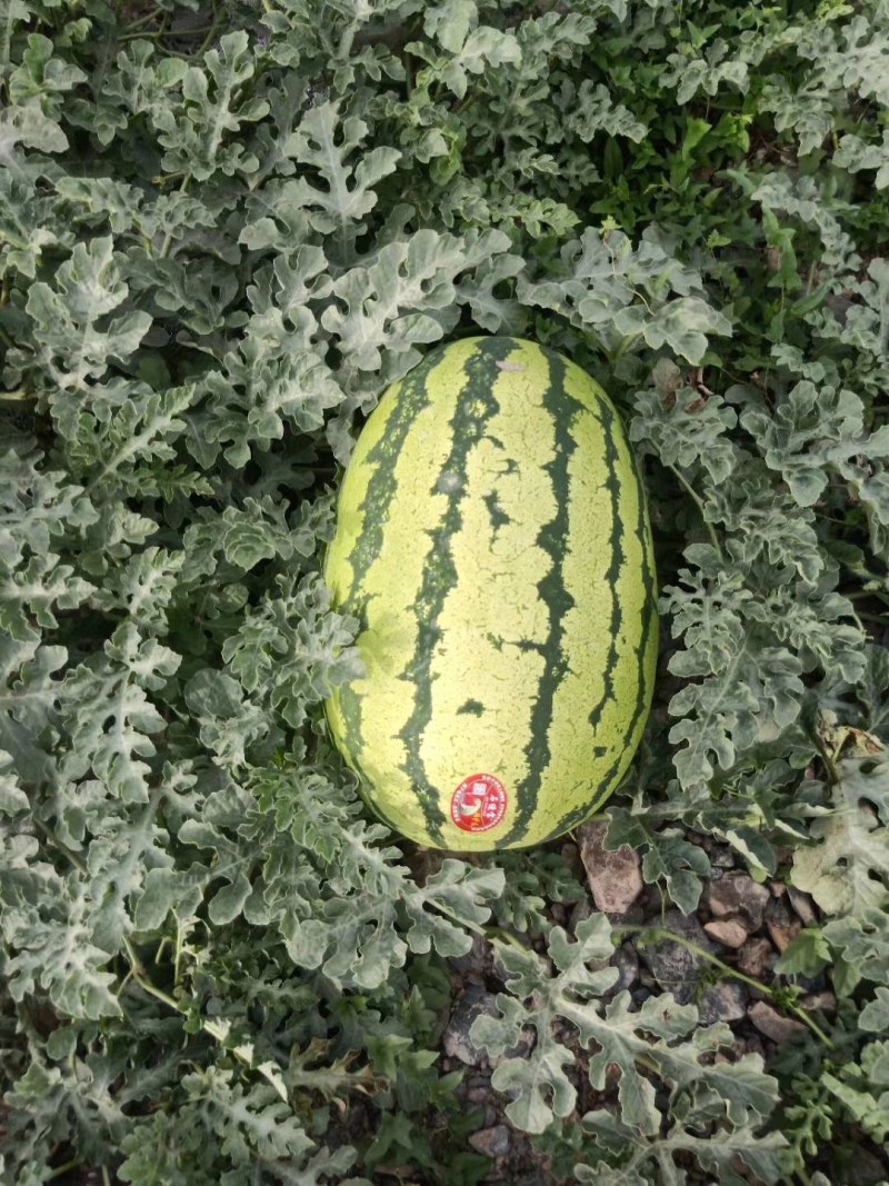 硒砂瓜