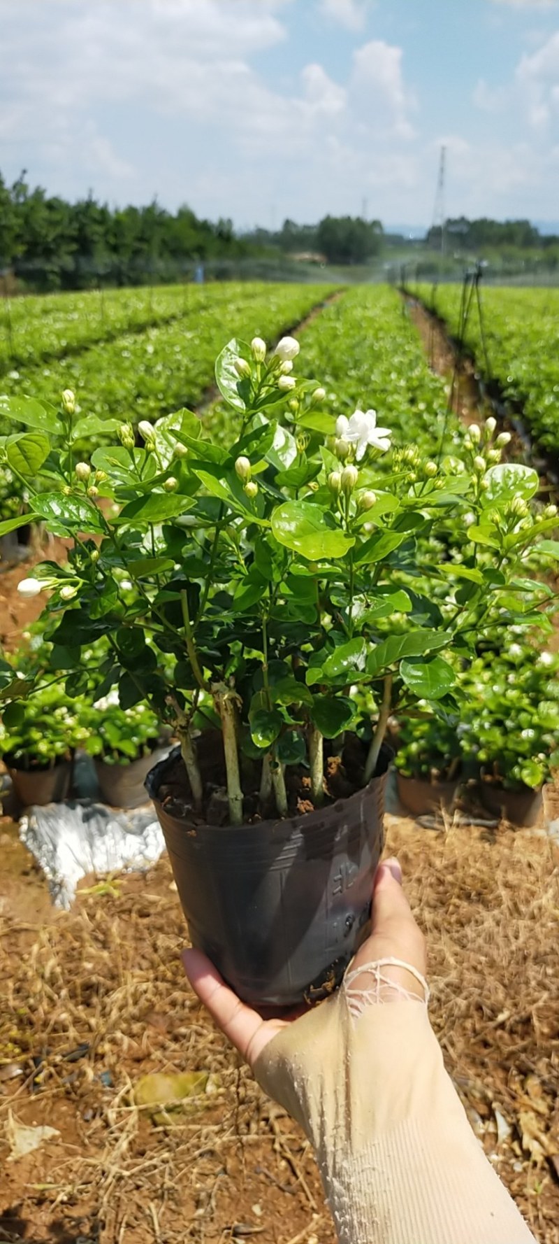【批发】广西南宁，横州市茉莉花盆景，马岭镇富津村种植基地