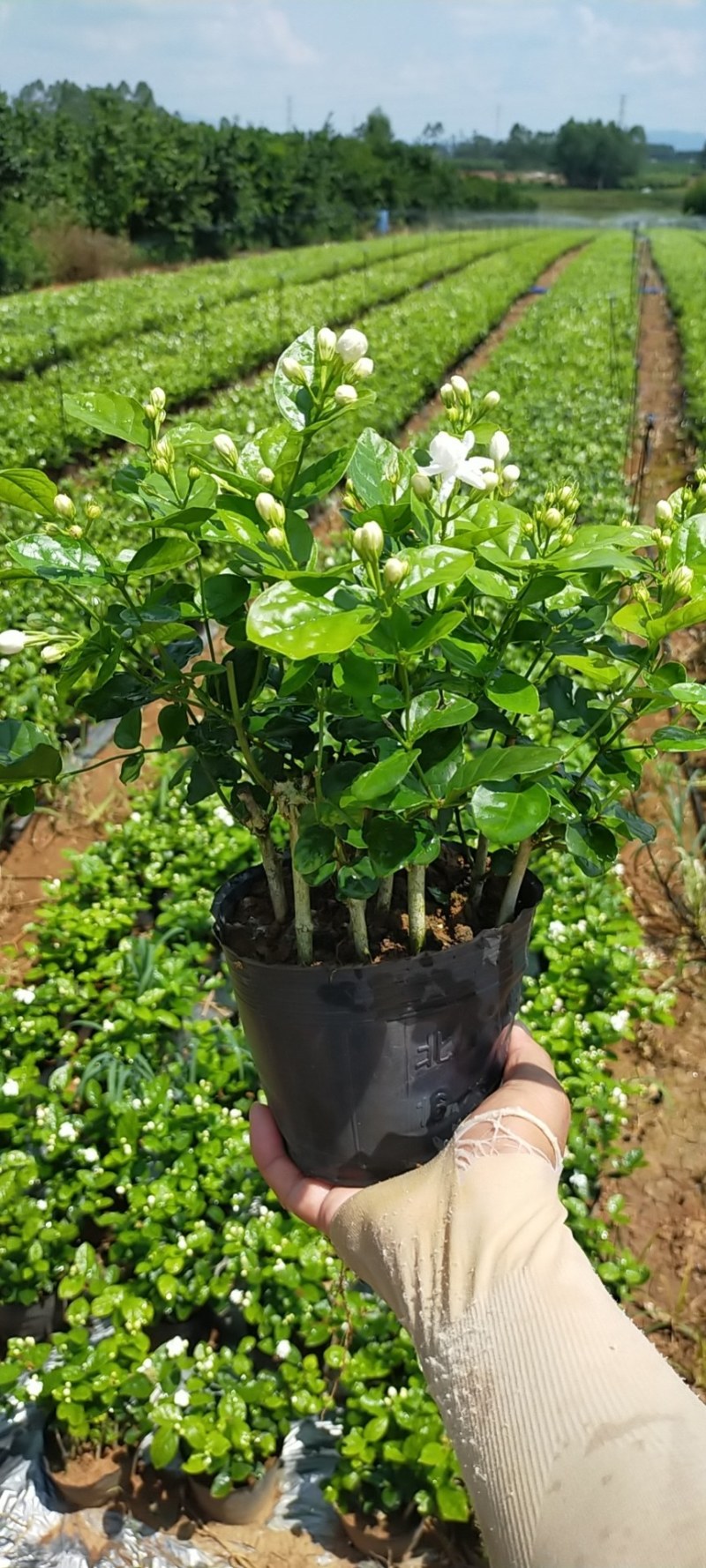 【批发】广西南宁，横州市茉莉花盆景，马岭镇富津村种植基地