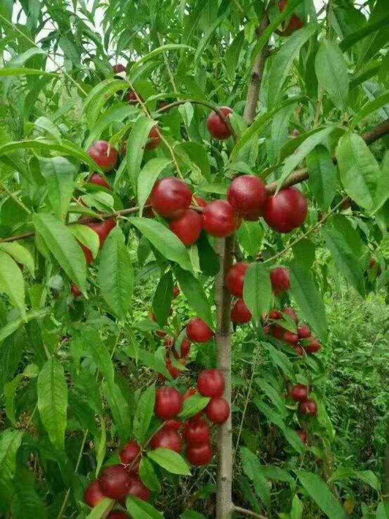 山东枣油桃批发，珍珠枣油桃质量好口感好，货源充足全国发货