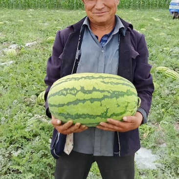 甘肃白银硒砂瓜大量供货中