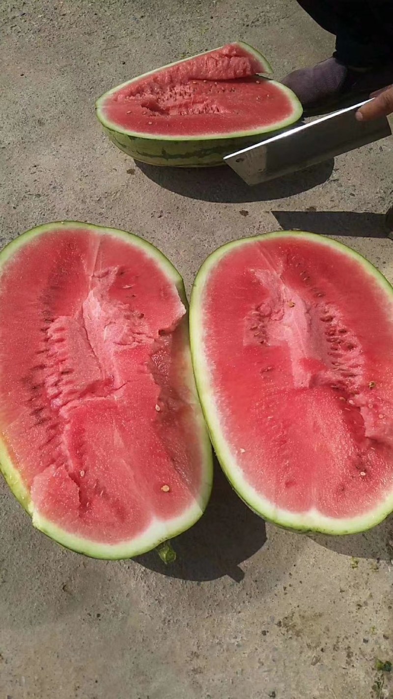 甘肃白银硒砂瓜大量供货中