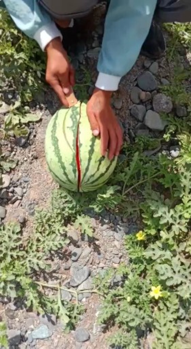 甘肃白银硒砂瓜大量供货中