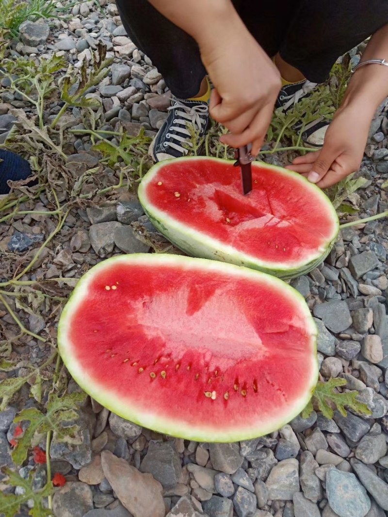 甘肃白银硒砂瓜大量供货中