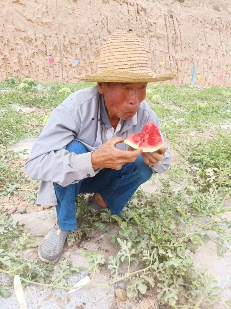 甘肃白银硒砂瓜大量供货中