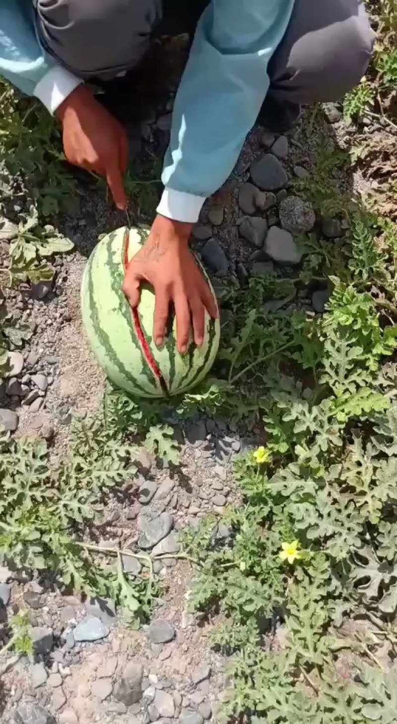 甘肃白银硒砂瓜大量供货中