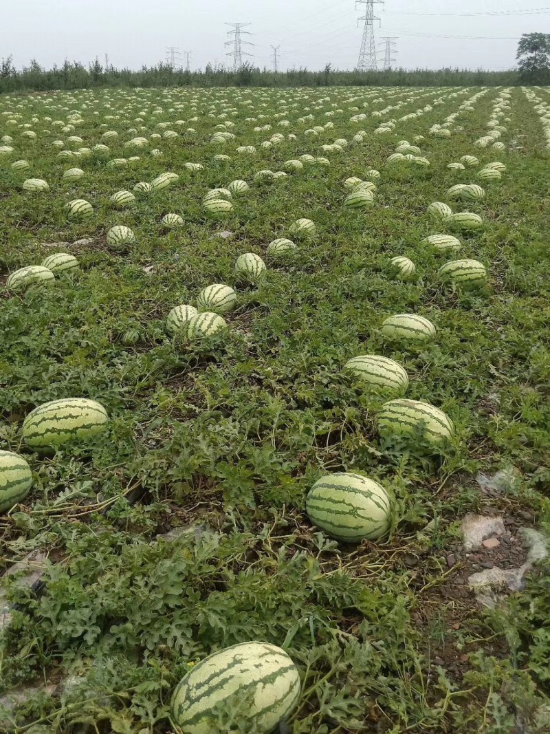 甘肃白银硒砂瓜大量供货中