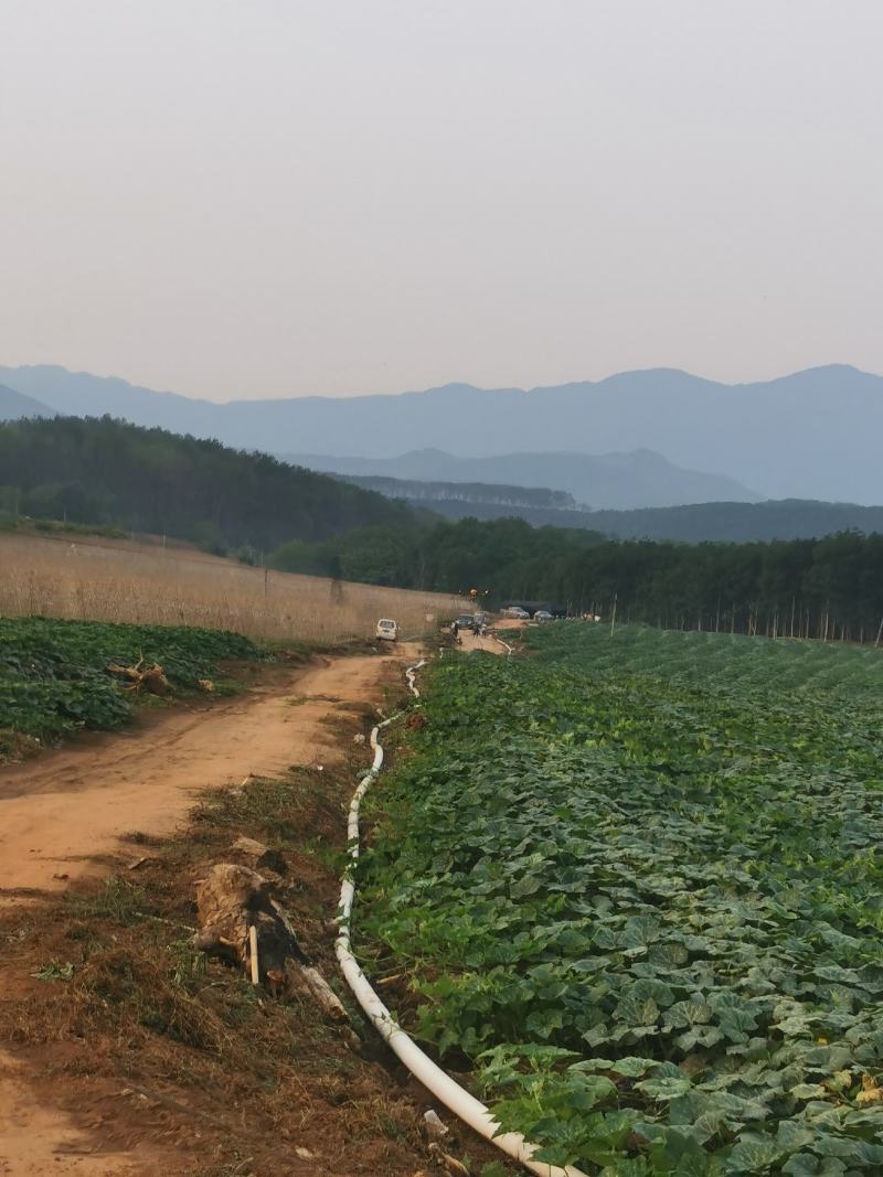 位于西双版纳打洛镇有一片空地出租也可以转让