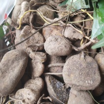 金果榄地苦胆鲜货干货都有，深山野林下中药材