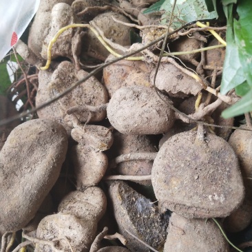 金果榄地苦胆鲜货干货都有，深山野林下中药材