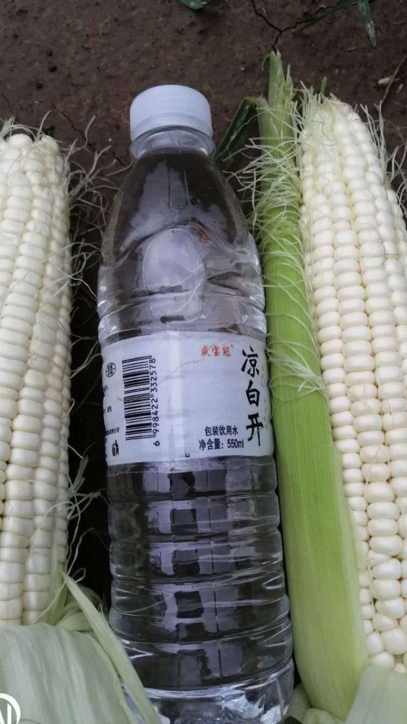 粘玉米上市产地直销无虫眼无烂头大小合适全国代发
