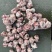 熟羊眼，质量好，价格合适，一手货源，全国冷链发货