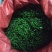 江西野生木姜子又名山苍子，大量供应，整车，每天供应十吨