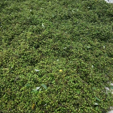 江西野生木姜子又名山苍子，大量供应，整车，每天供应十吨