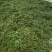 江西野生木姜子又名山苍子，大量供应，整车，每天供应十吨