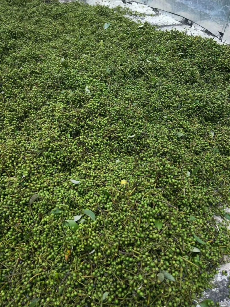 江西野生木姜子又名山苍子，大量供应，整车，每天供应十吨