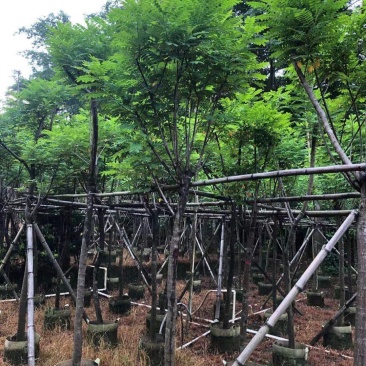 黄槐（黄花槐）4~8公分