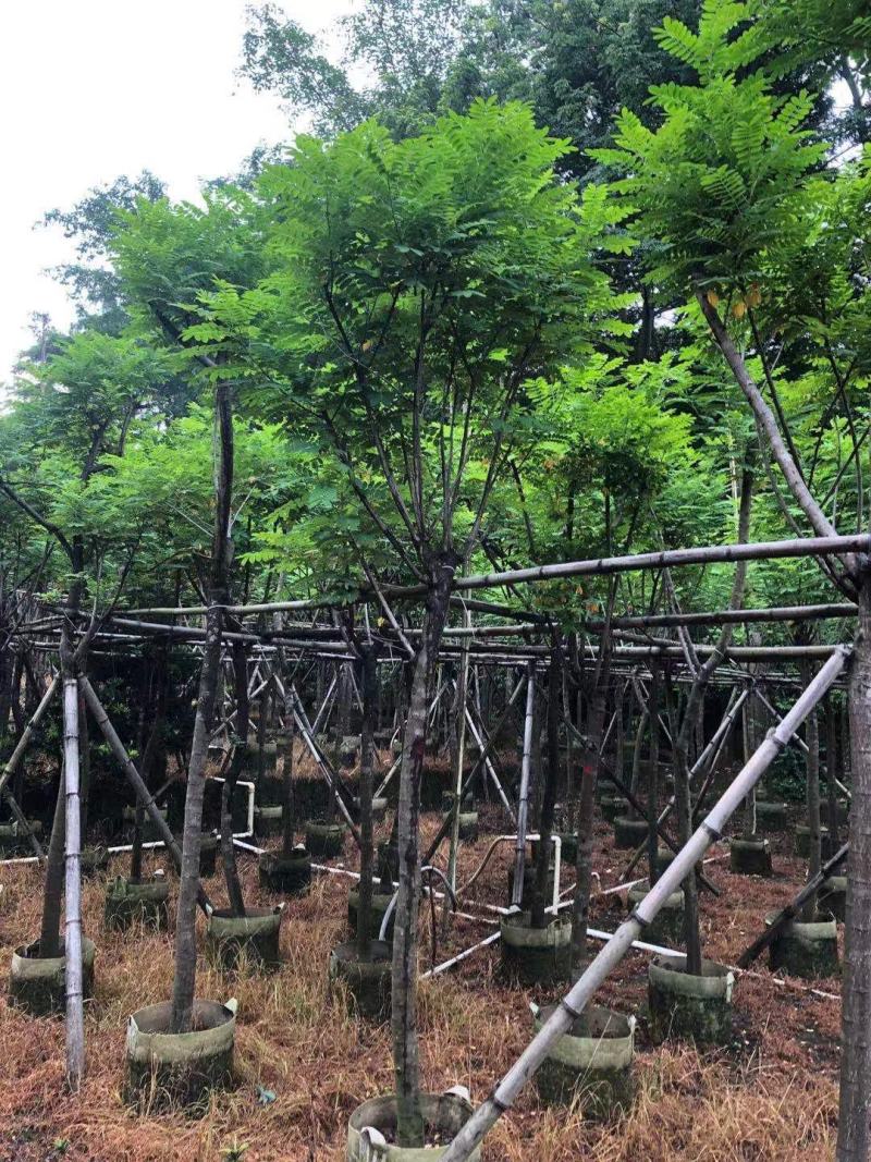 黄槐（黄花槐）4~8公分