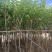 黄槐（黄花槐）4~8公分