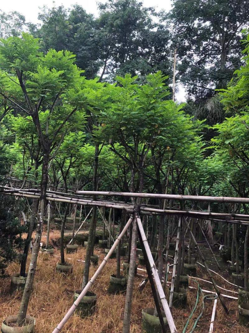 黄槐（黄花槐）4~8公分