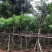 黄槐（黄花槐）4~8公分