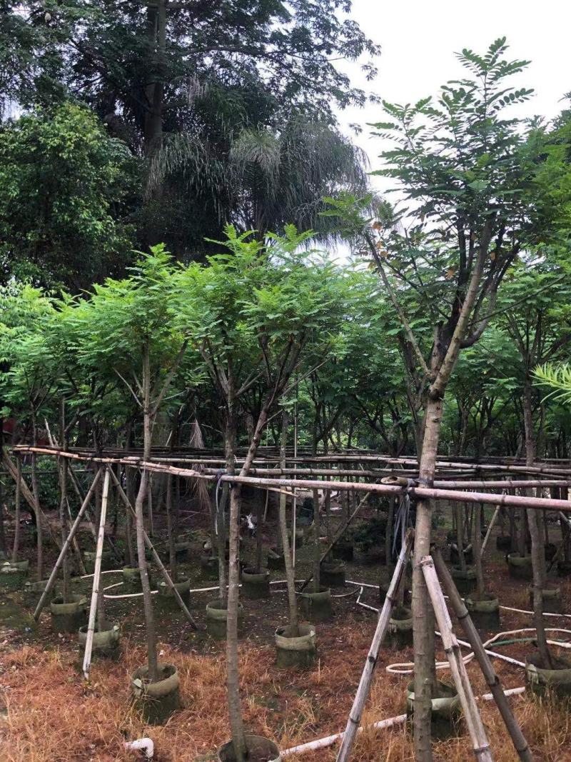 黄槐（黄花槐）4~8公分