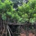 黄槐（黄花槐）4~8公分
