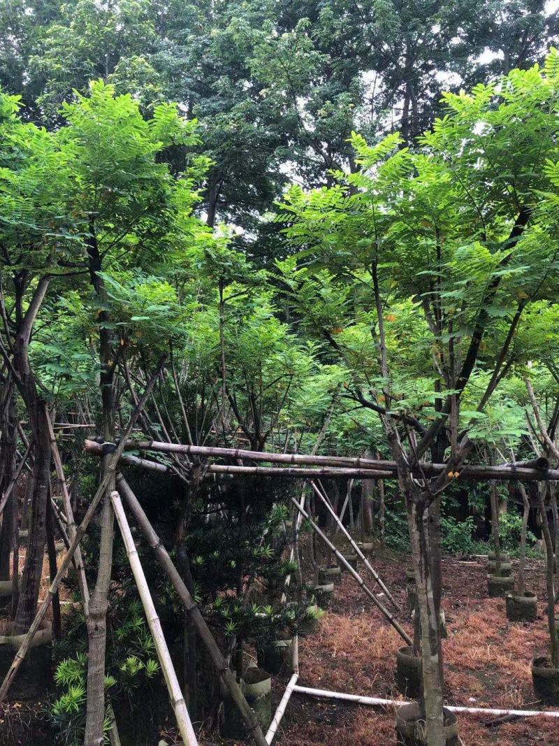 黄槐（黄花槐）4~8公分
