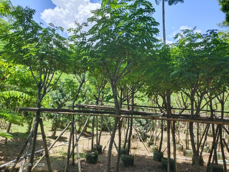 黄槐（黄花槐）4~8公分