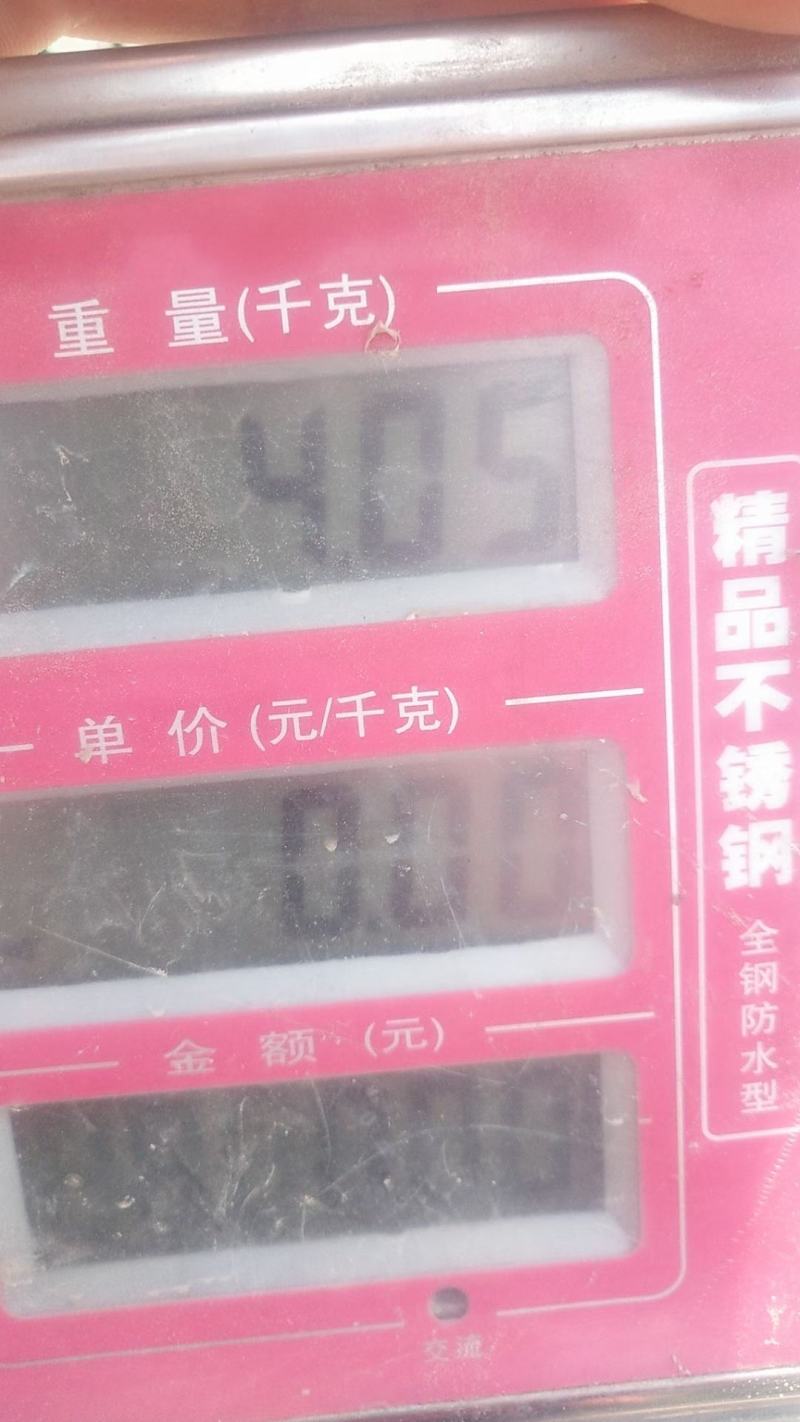 冰糖葡萄广宗巨峰葡萄即将上市串大颗粒大口感超甜