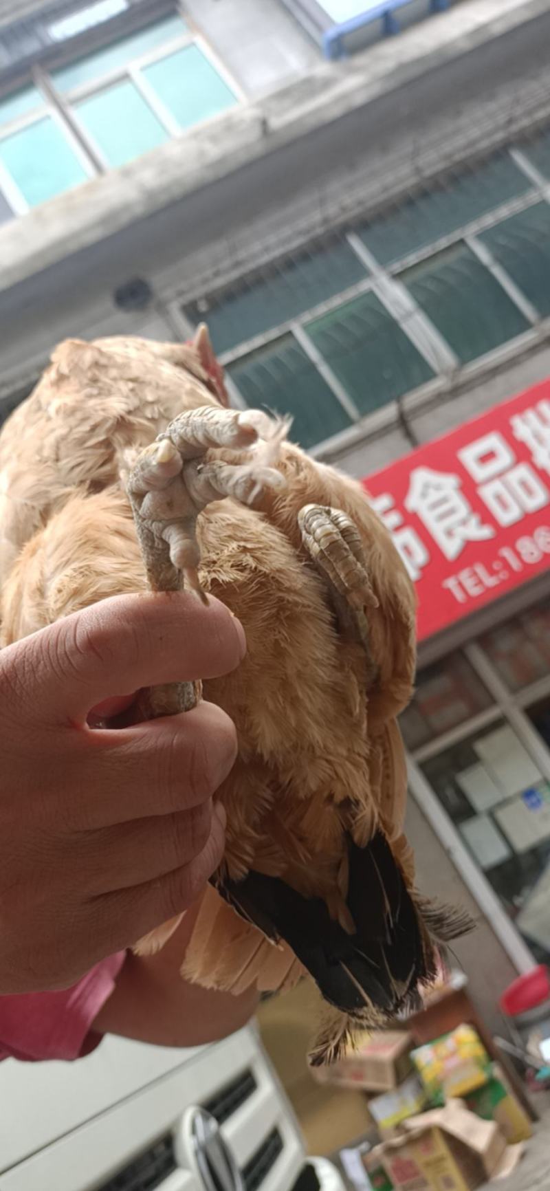活体笨鸡