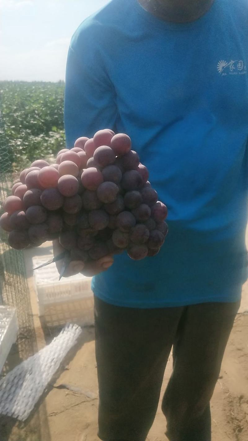 河北省广宗巨峰葡萄串大颗粒大果粉好口感好