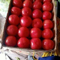 白棚硬粉西红柿大量货，质量好