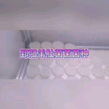 羊肚菌母种