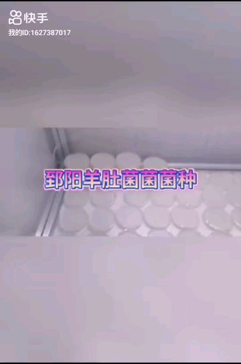 羊肚菌母种