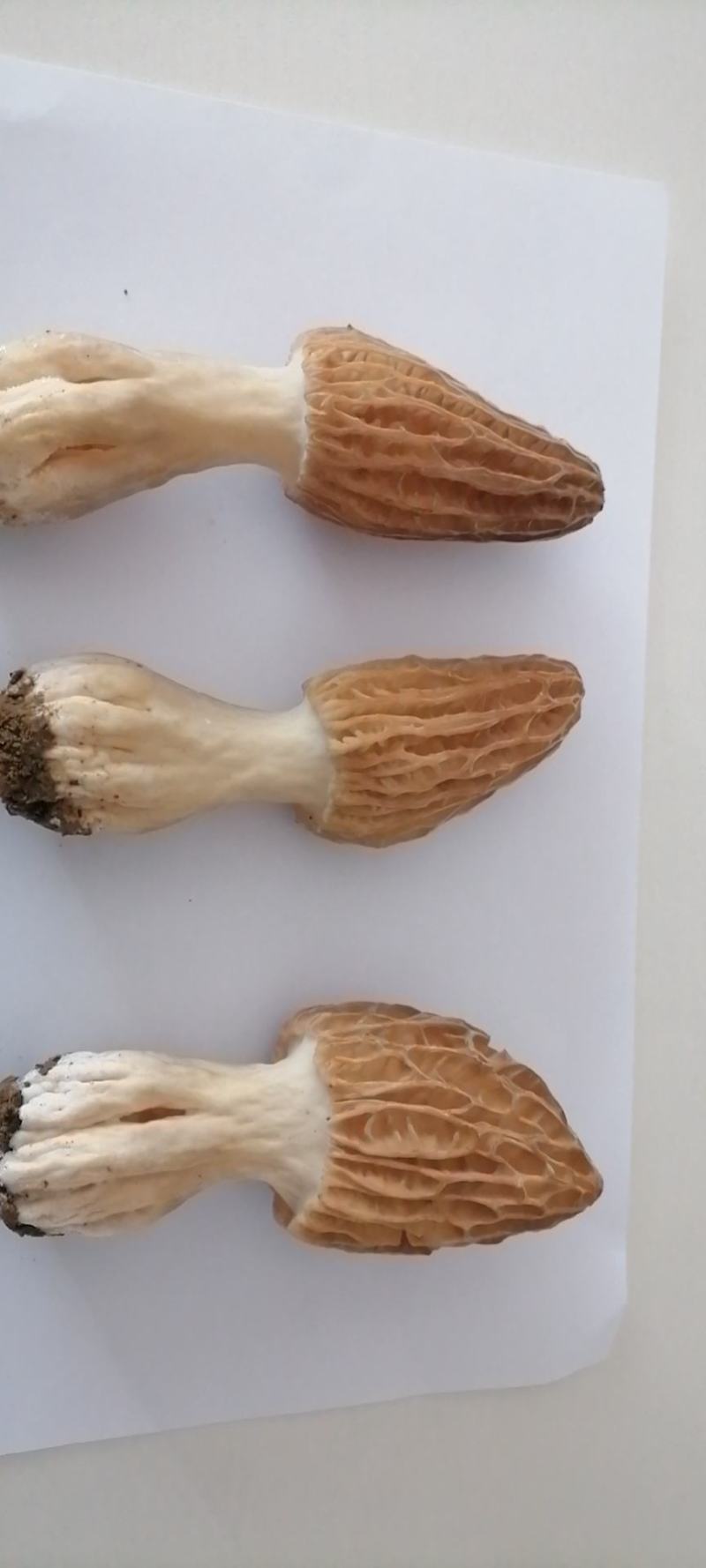 羊肚菌母种