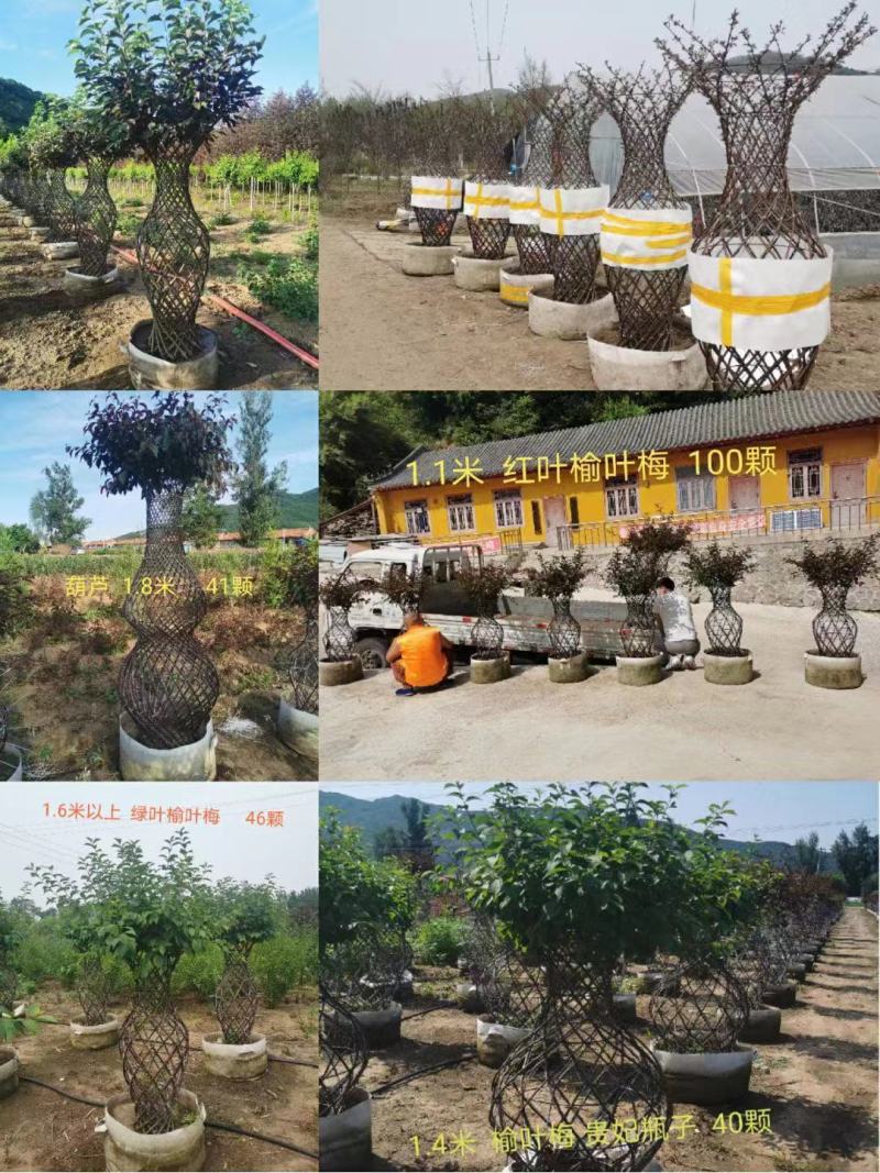紫叶稠李花瓶造型榆叶梅花瓶造型规格全东北彩色景观树