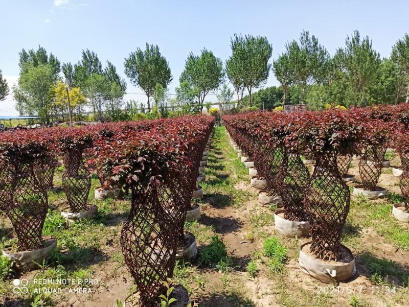 紫叶稠李花瓶造型榆叶梅花瓶造型规格全东北彩色景观树