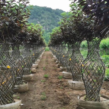紫叶稠李花瓶造型榆叶梅花瓶造型规格全东北彩色景观树