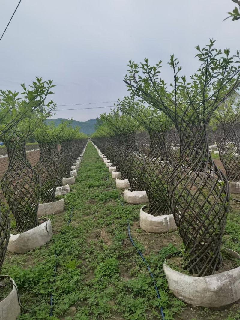紫叶稠李花瓶造型榆叶梅花瓶造型规格全东北彩色景观树