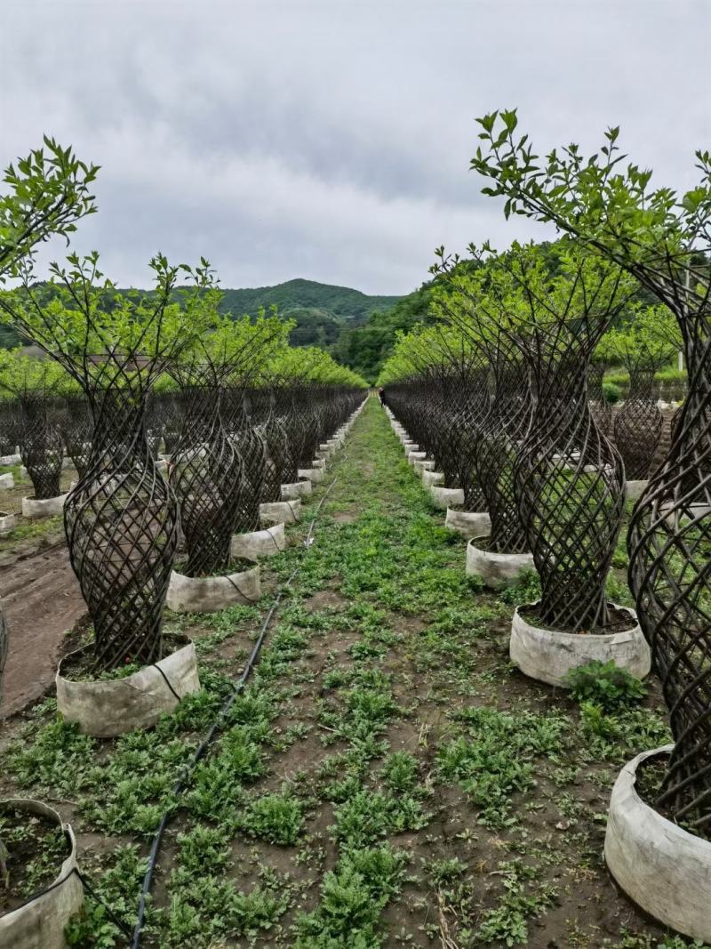 紫叶稠李花瓶造型榆叶梅花瓶造型规格全东北彩色景观树