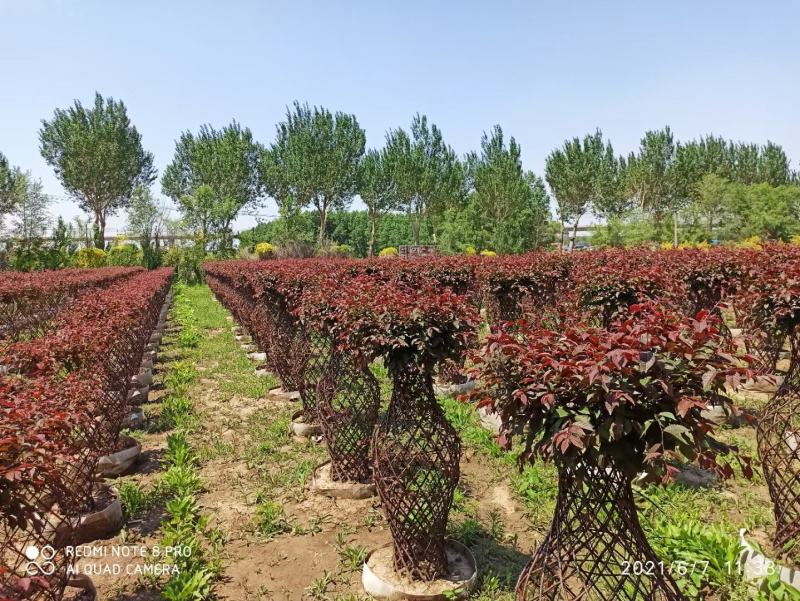 红叶榆叶梅花瓶造型榆叶梅编织造型树彩叶景观绿化树苗