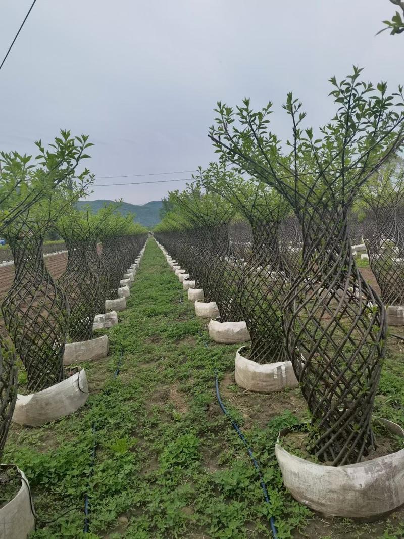红叶榆叶梅花瓶造型榆叶梅编织造型树彩叶景观绿化树苗