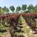 红叶榆叶梅花瓶造型榆叶梅编织造型树彩叶景观绿化树苗