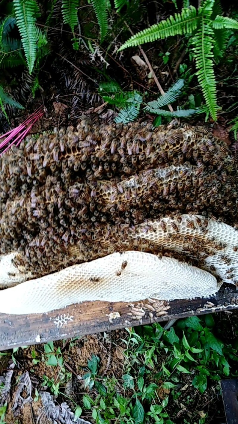 本地中蜂蜜，每年取一次蜜，不浓速，波美度40，39