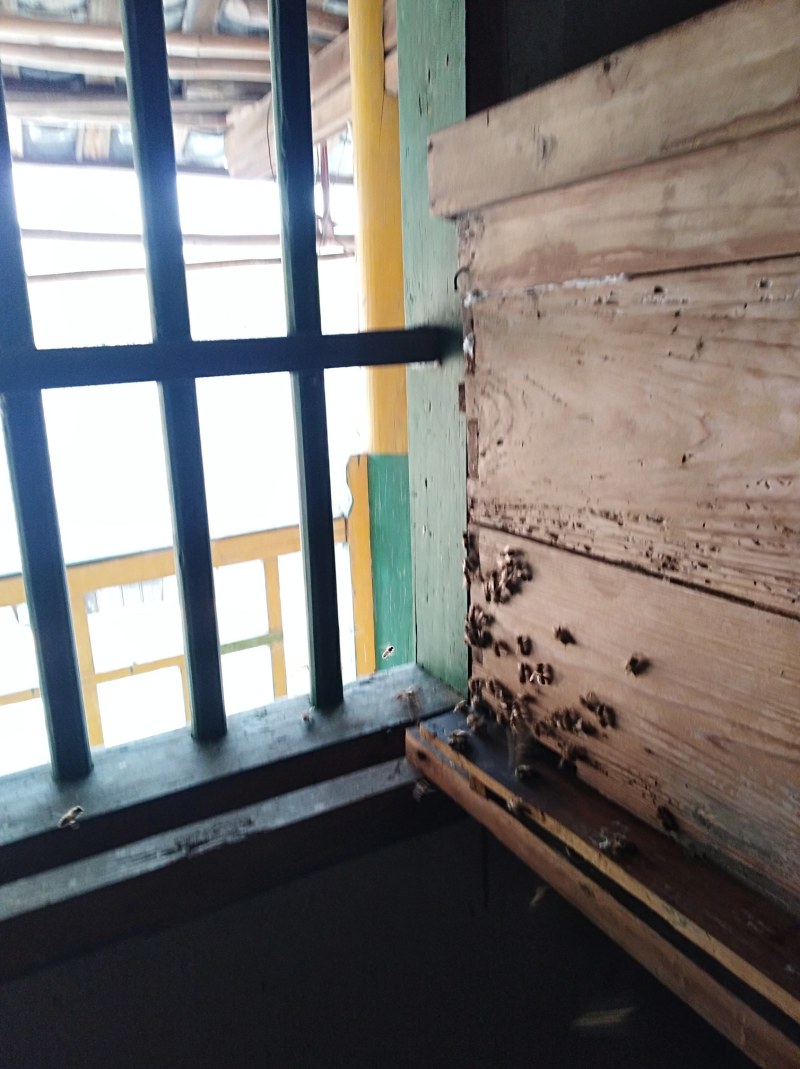 本地中蜂蜜，每年取一次蜜，不浓速，波美度40，39